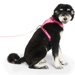 Barbie™ Everything Harness - Logo Print