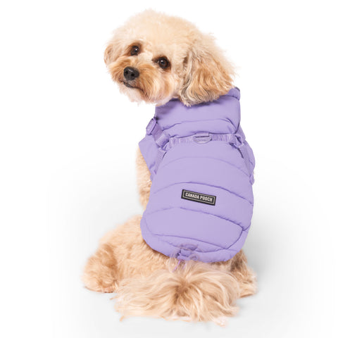 Small dog wearing a purple winter coat on a white background