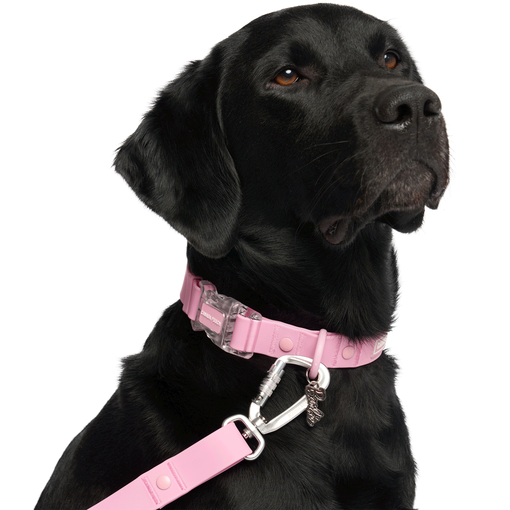 Barbie dog collar clearance