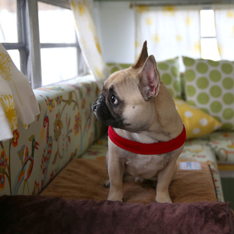 Lifestyle Image of French Bulldog in a Red Harness