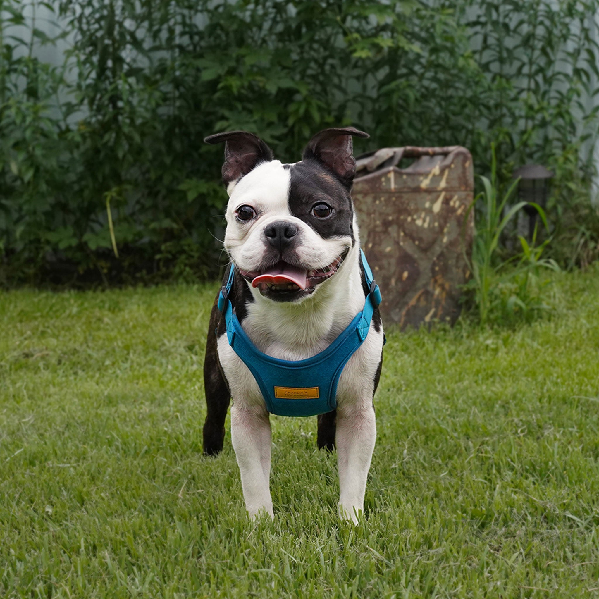 Charlie's backyard easy harness shop