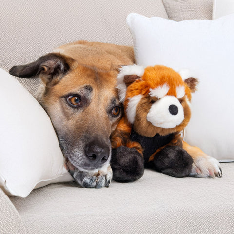 Lifestyle Image of Large Dog with Red Panda Plush Toy