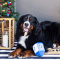 Fringe Go for a Spin Dreidel Dog Toy, Lifestyle image of large dog with blue plush dreidel with rope attached