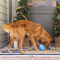 Fringe Go for a Spin Dreidel Dog Toy, Lifestyle image of Golden Retriever with blue plush dreidel with rope attached