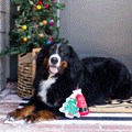 Fringe Santa Ready - Dog Toys | Lifestyle Image of Large Dog with Plush Milk and Christmas Tree