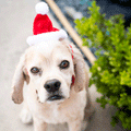 Huxley & Kent Santa Hat for Dogs | Lifestyle Image of Dog in Santa Hat
