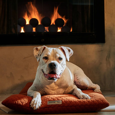 Jax & Bones Cozy Mat - Bumble Terra | Lifestyle Image of Large Dog on Orange Mat Dog Bed