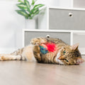 Kittybelles Jelly Roll & Meowchewits Cat Toys - 2 Pack | Lifestyle Image of Cat Playing with Hanukkah Cat Toys