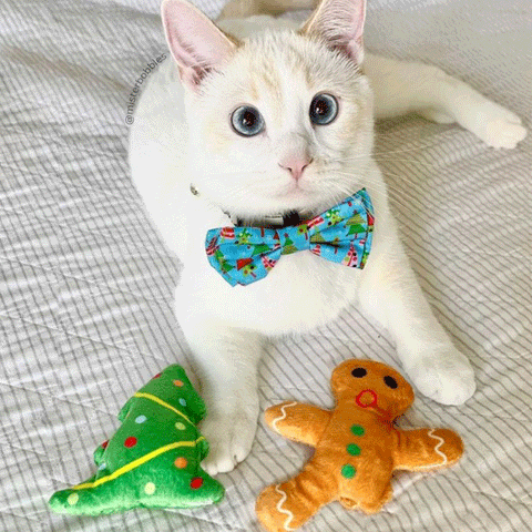 Kittybelles Oh Snap! Cat Toy | Lifestyle Image of White Cat with Brown Plush Gingerbread Cat Toy