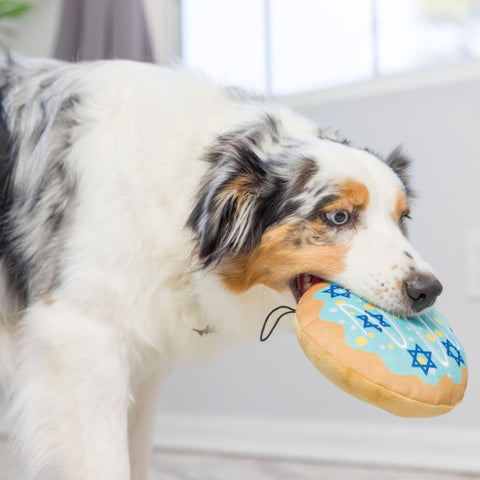 Lulubelles Jelly Roll Dog Toy | Lifestyle Image of Australian Shepherd with Jelly Roll Plush Toy