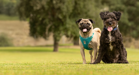 Celebrate Earth Month