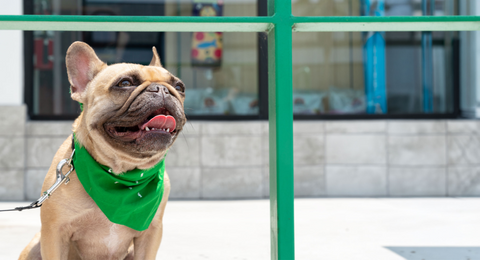 We’re Here for You & Your Pets