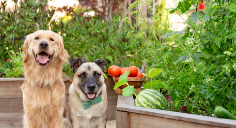 Spring Into Better Nutrition