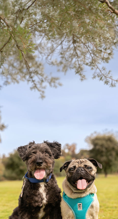 Celebrate Earth Month