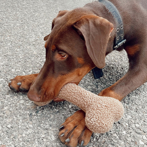 ModernBeast Funny Bone Dog Toy | Lifestyle Image of Dog with Large Plush Bone