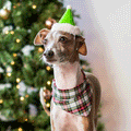 ModernBeast Holiday Hat Green Dog Apparel | Front Image of Dog Wearing Green Holiday Hat