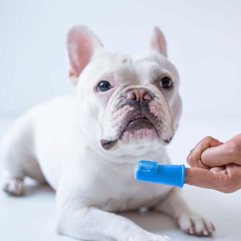 Oxyfresh Pet Finger Brush Blue - 6 pk  | Lifestyle Image of Dental Finger Brushes