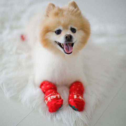 Pearhead Naughty & Nice List Human and Dog Sock Set - 2 Pack | Lifestyle Image of Dog Wearing Socks