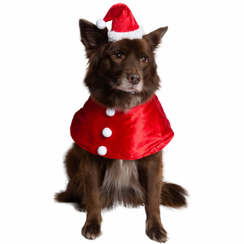 Pet Krewe Santa Hat and Collar Pet Costume | Lifestyle Image of Dog Wearing Red and White Santa Costume