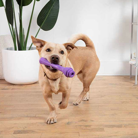 Project Hive Scented Fetch Stick Dog Toy - Lavender
