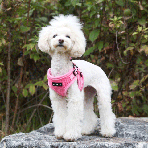 Puppia Pink Soft Step-In Harness C, Lifestyle Image of Pink Harness