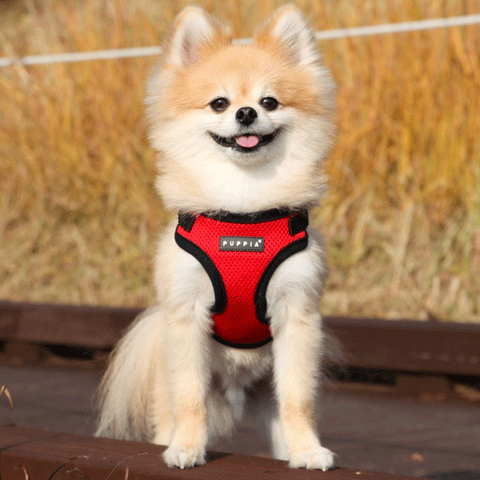 Puppia Red Soft Step-In Harness C, Lifestyle Image of Red and Black Harness