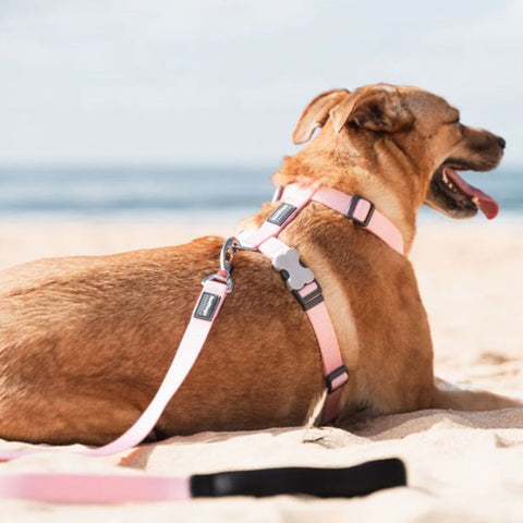 Red Dingo Pink Classic Adjustable Lead, Lifestyle Image of Light Pink Leash