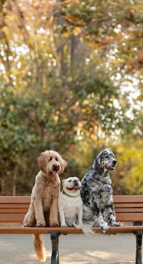 FRESH FOR FALL