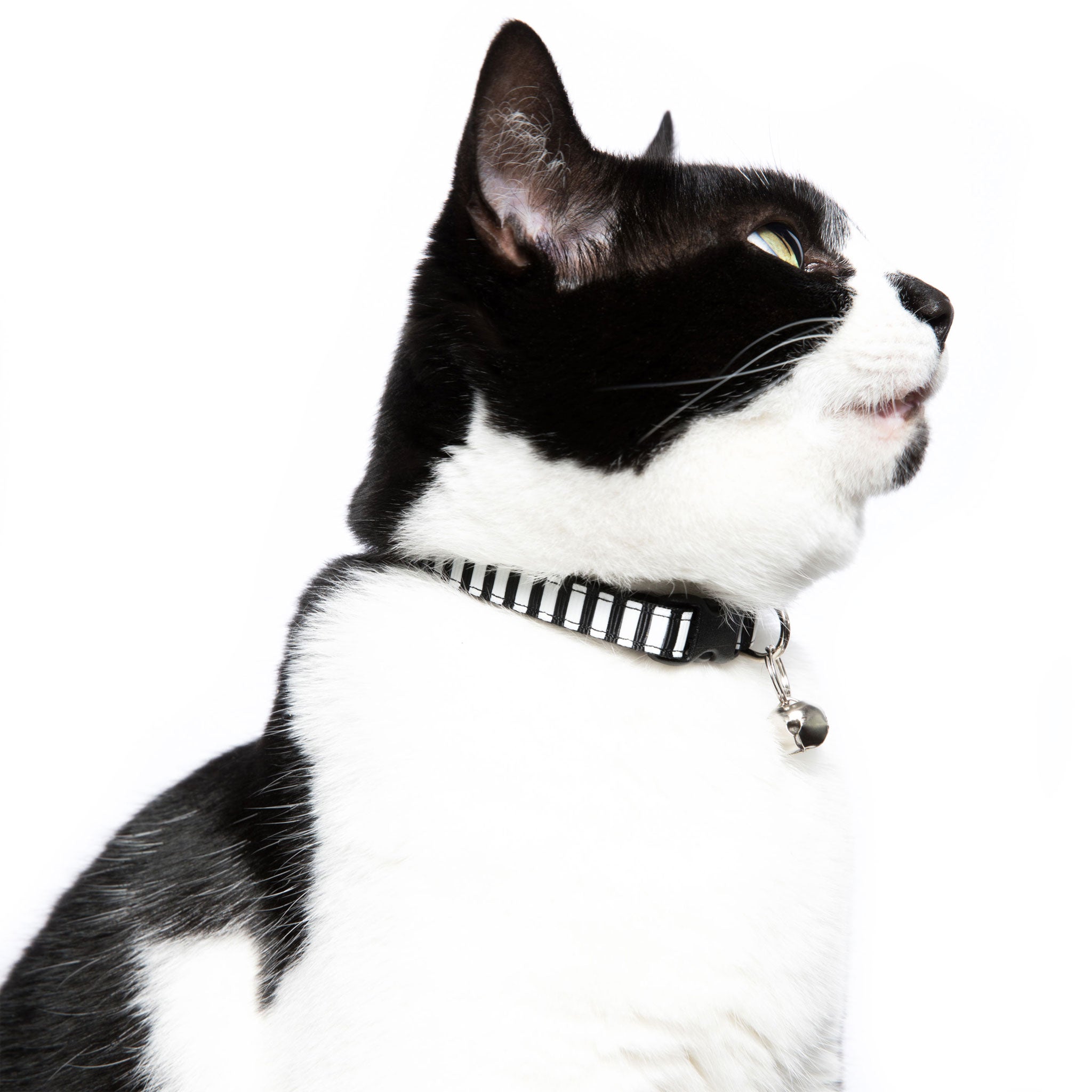 Sweet Pickles 7 10 Cat Collar Picklejuice Black White