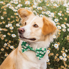 The Foggy Dog Comin Up Daisies Green Dog Bowtie