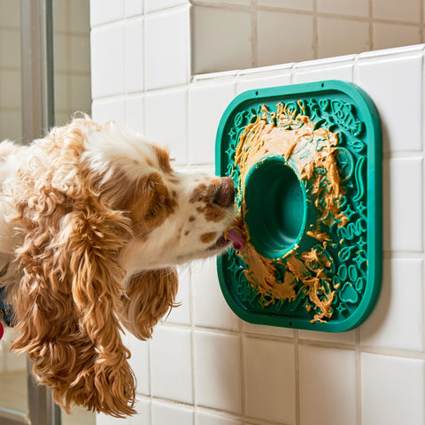 Dog interacting with a green textured wall toy on a tiled bathroom wall.