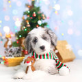 Zippy Paws Miniz Reindeer Dog Toy | Lifestyle Image of Dog with Mini Plush Reindeer