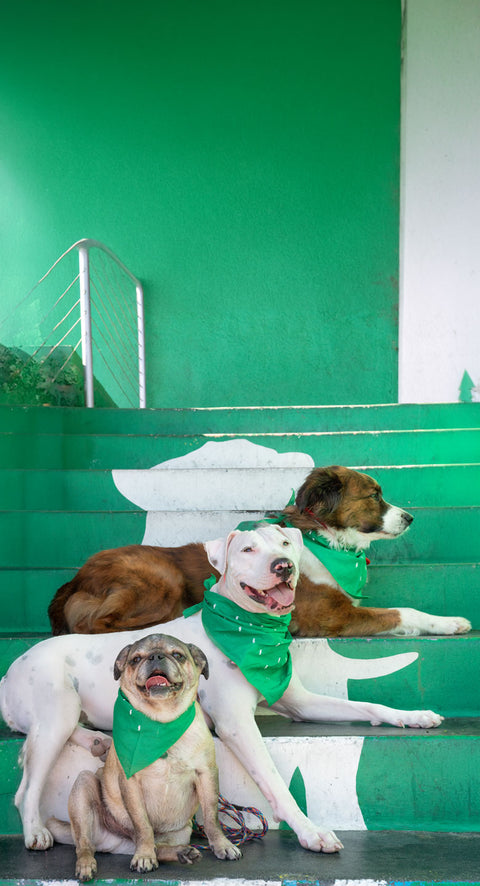 We’re Here for You & Your Pets