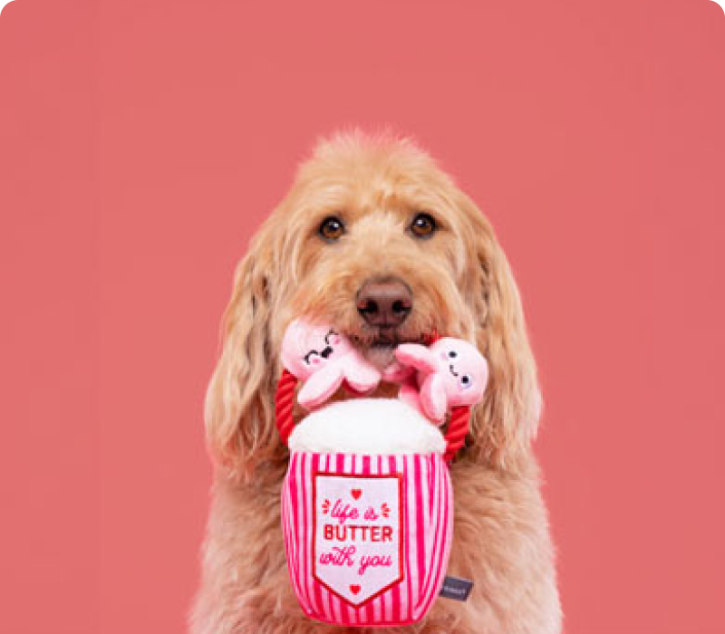 Natural pet store inspiring healthy pet lifestyles Healthy Spot