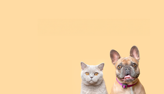 Lambwolf Holiday Bloc Dog Toy