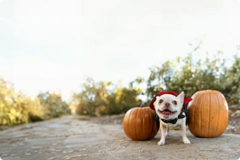 PUMPKIN POWER