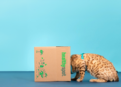 Lambwolf Holiday Bloc Dog Toy