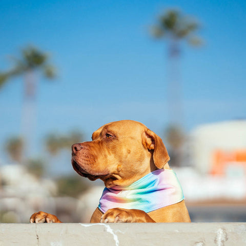 Canada Pooch | Cooling Rainbow Dog Bandana | Dog - Lifestyle 2