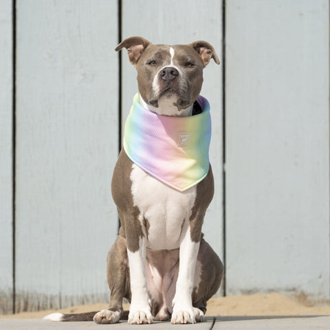 Canada Pooch | Cooling Rainbow Dog Bandana | Dog - Lifestyle 1